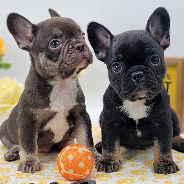 Home - High Five Frenchies