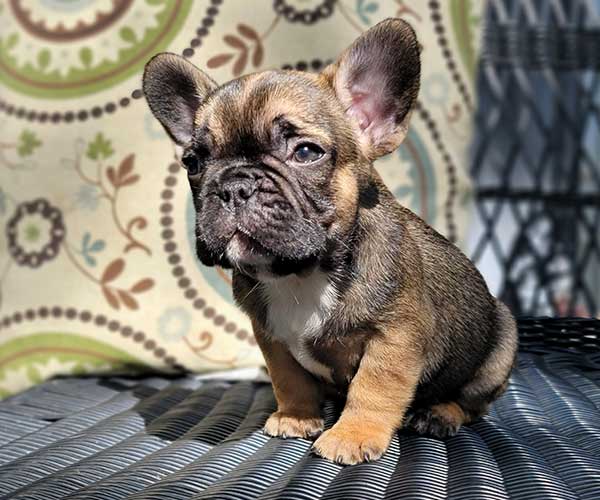 Available Puppies - High Five Frenchies