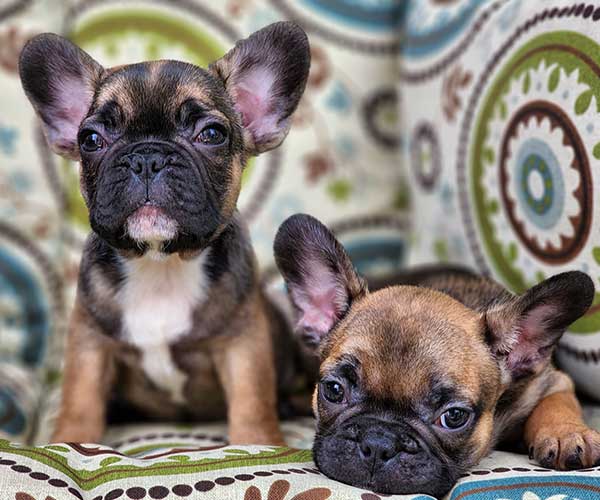 Available Puppies - High Five Frenchies