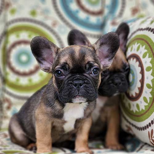Available Puppies - High Five Frenchies